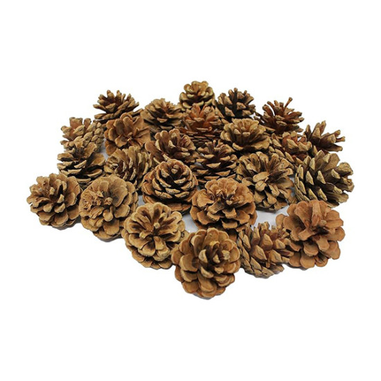 Pine Cones