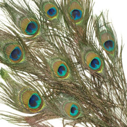 Feathers - Peacock 